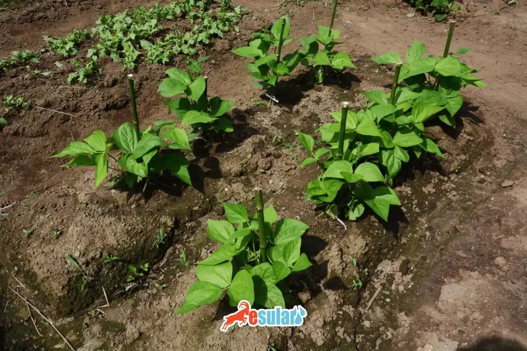 barbunya-ne-zaman-ekilir