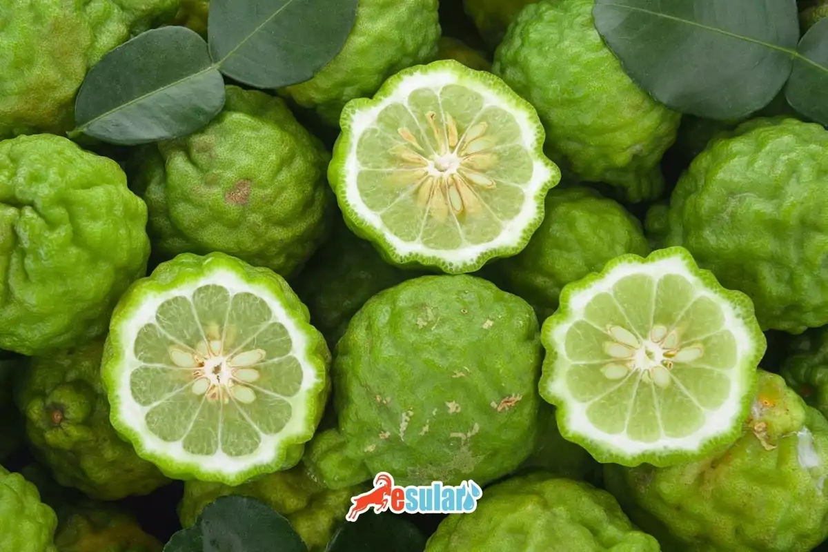 Bergamot Yetiştiriciliği Nasıl Yapılır?