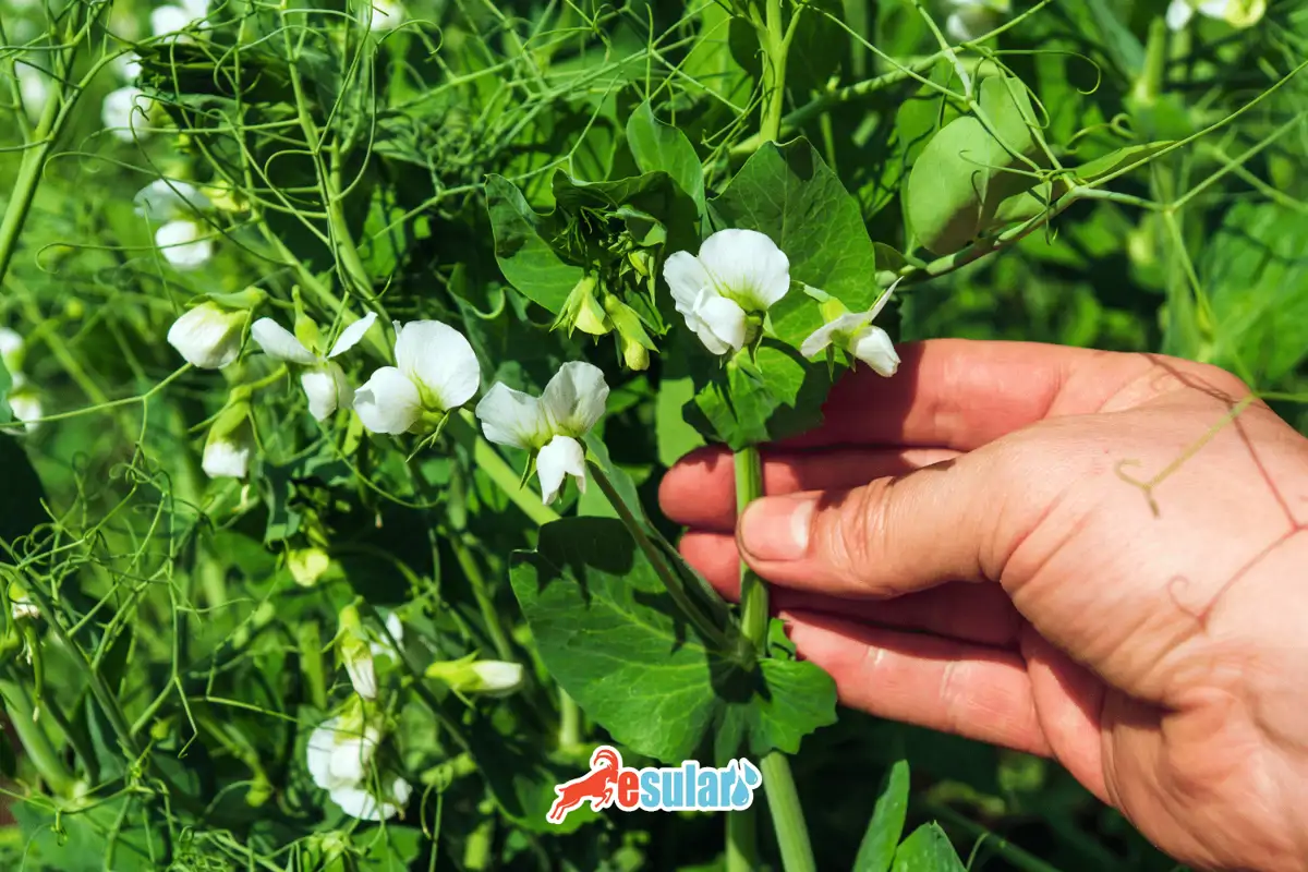 bezelye-yetistiriciligi