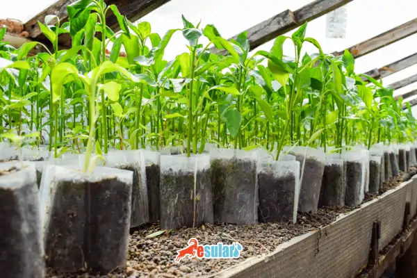 biber-yetistiriciligi