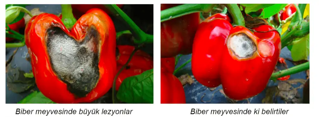 biberde-antraknoz-hastalığı