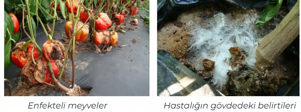 Biberde- Güney -Yanıklığı- Hastalığı