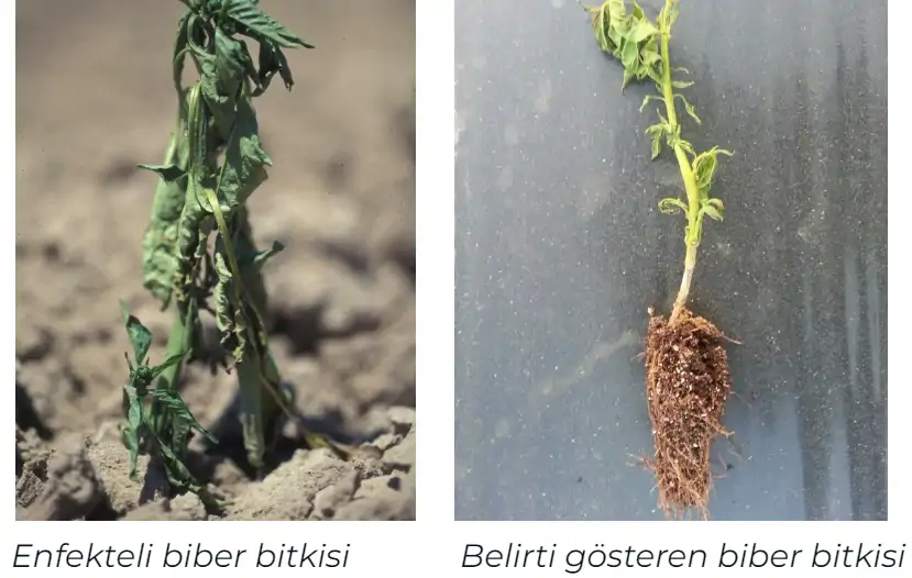 Biberde-kök-boğazı-hastalığı