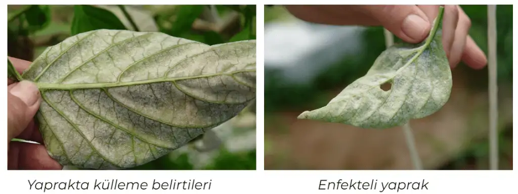 biberde-külleme-hastalığı