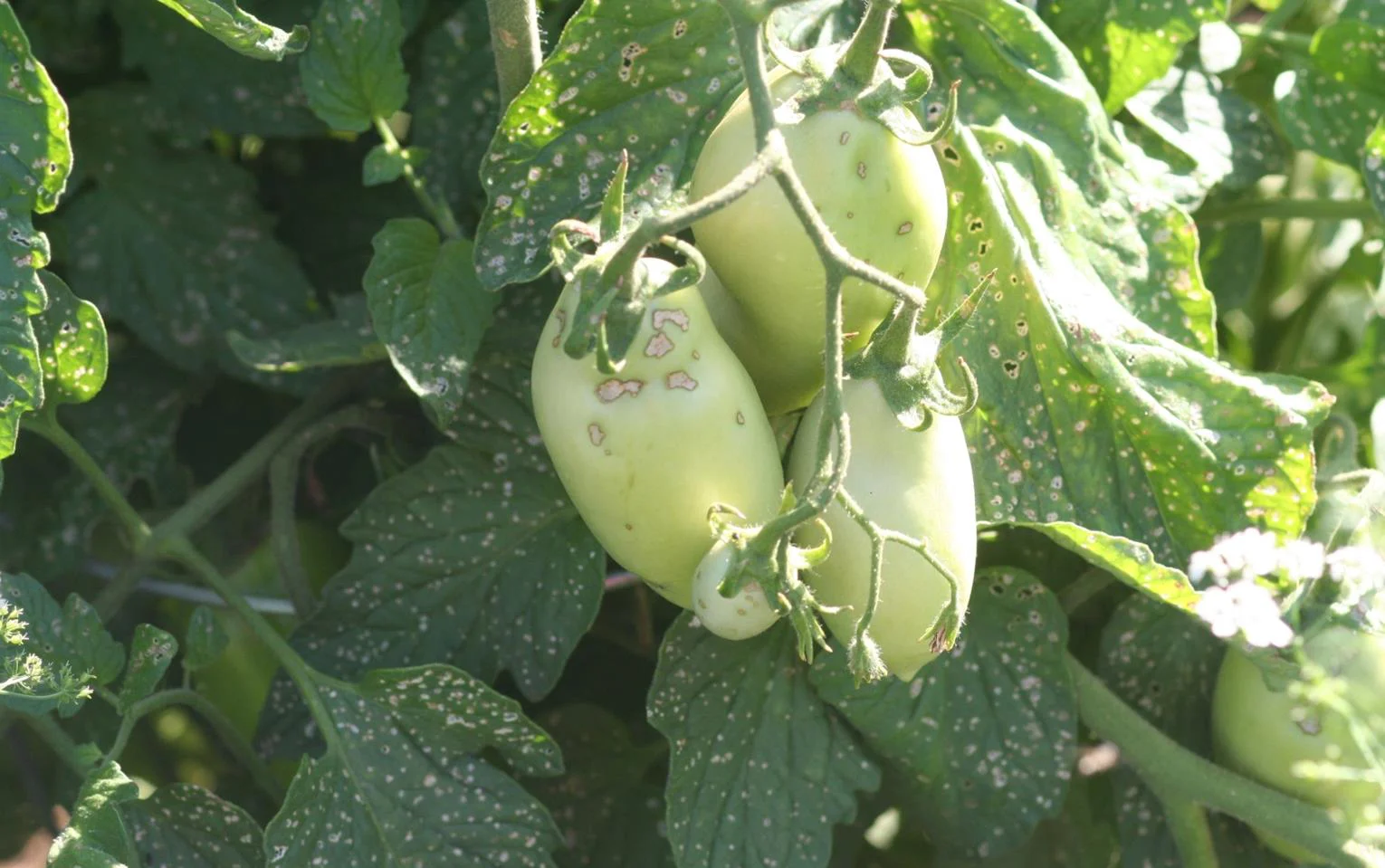 Tomatenschädlinge