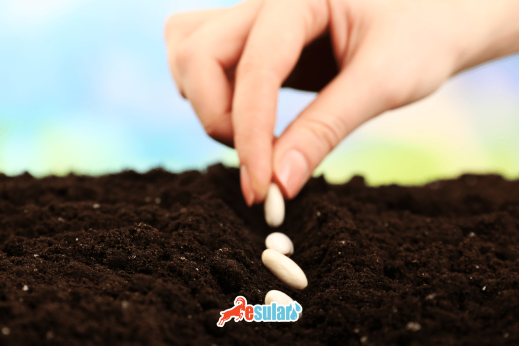 bir-donume-kac-kilo-kuru-fasulye-ekilir