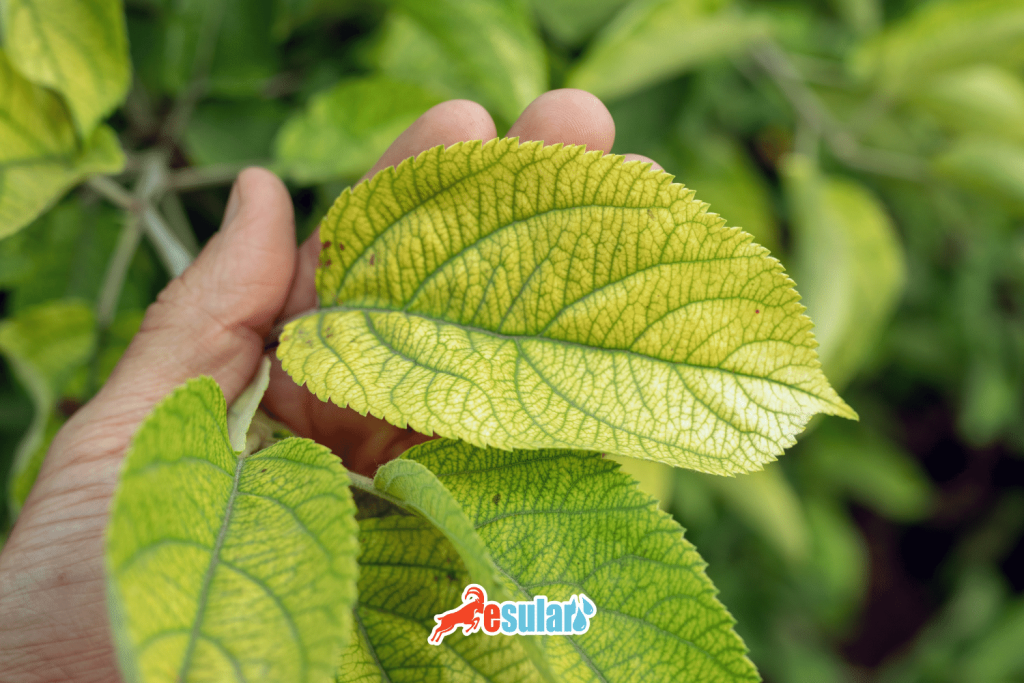 bitkilerde azot eksikliği belirtileri