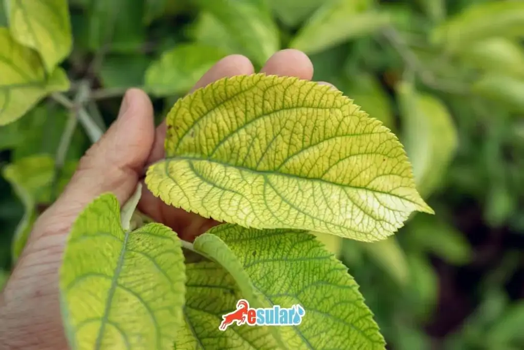 bitkilerde-demir-eksikligi