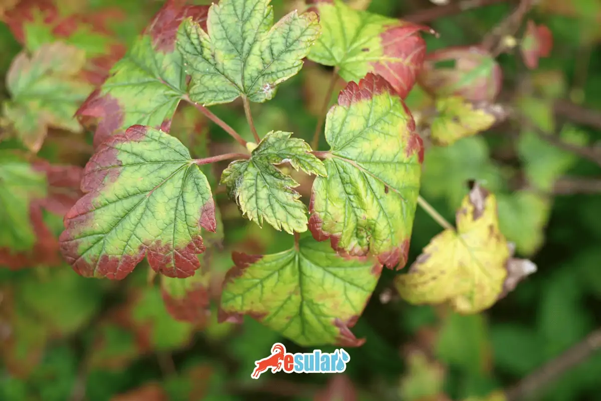 phosphorus deficiency in plants