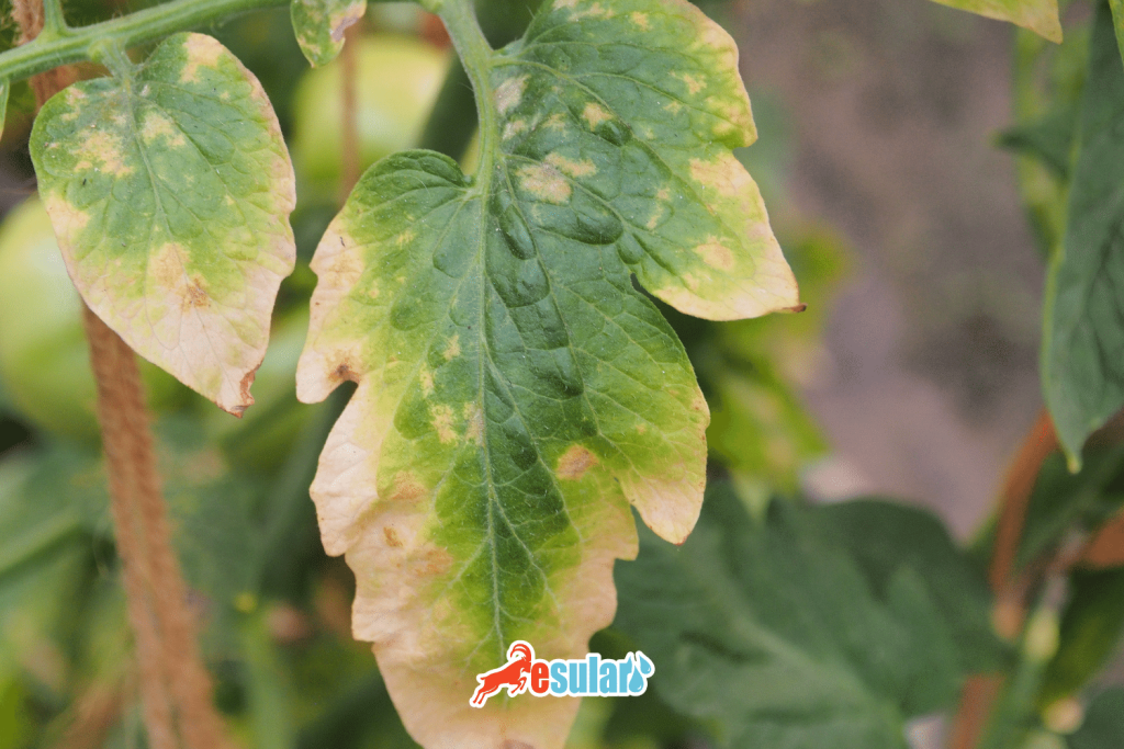 Bitkilerde Kükürt Kullanımı