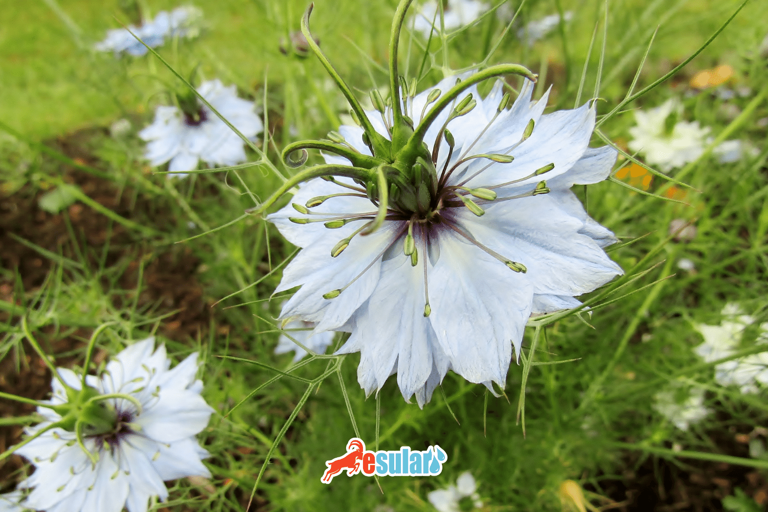 How to Cultivate Black Cumin?