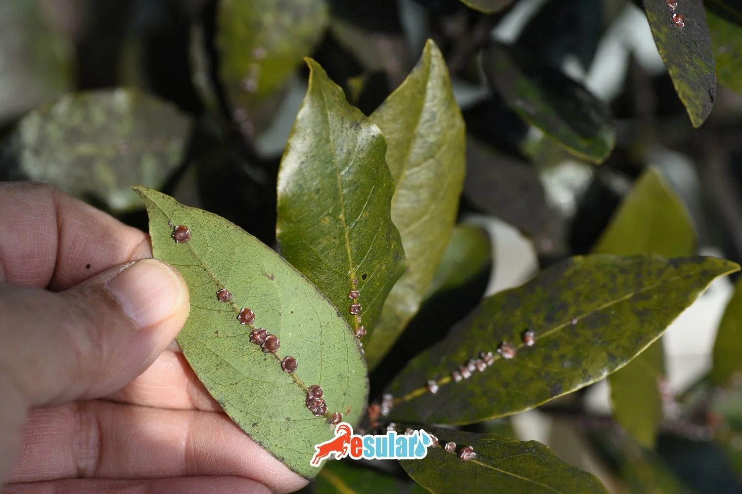 What is Fig Wax Scale?