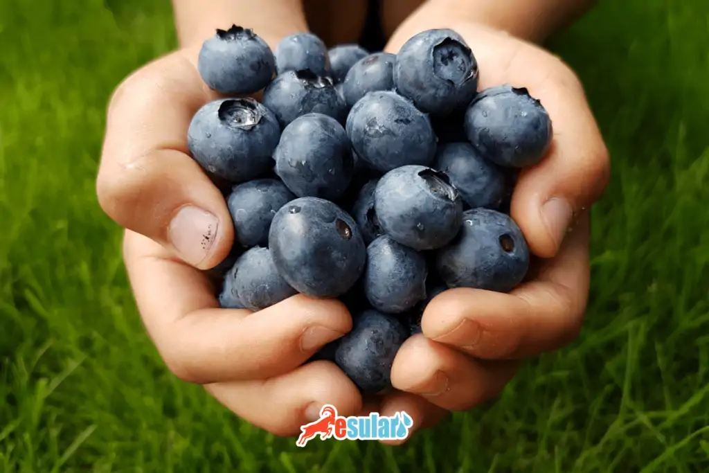 blueberry-ekolojik-istekleri