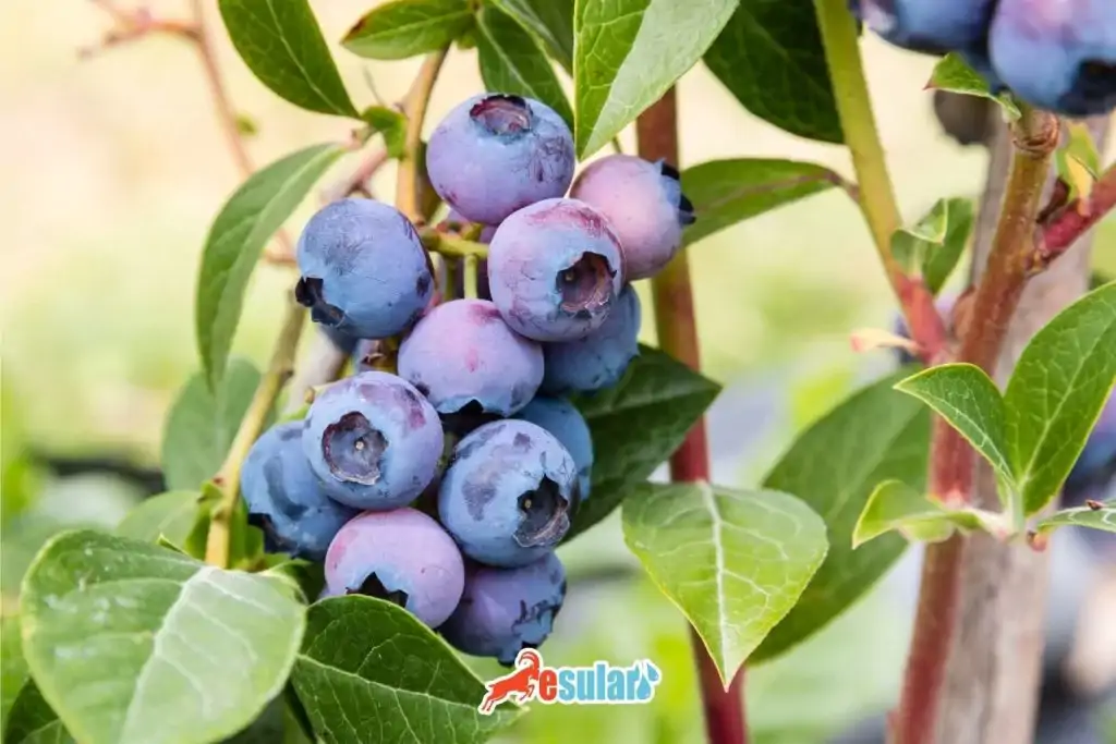 blueberry-yetistiriciligi