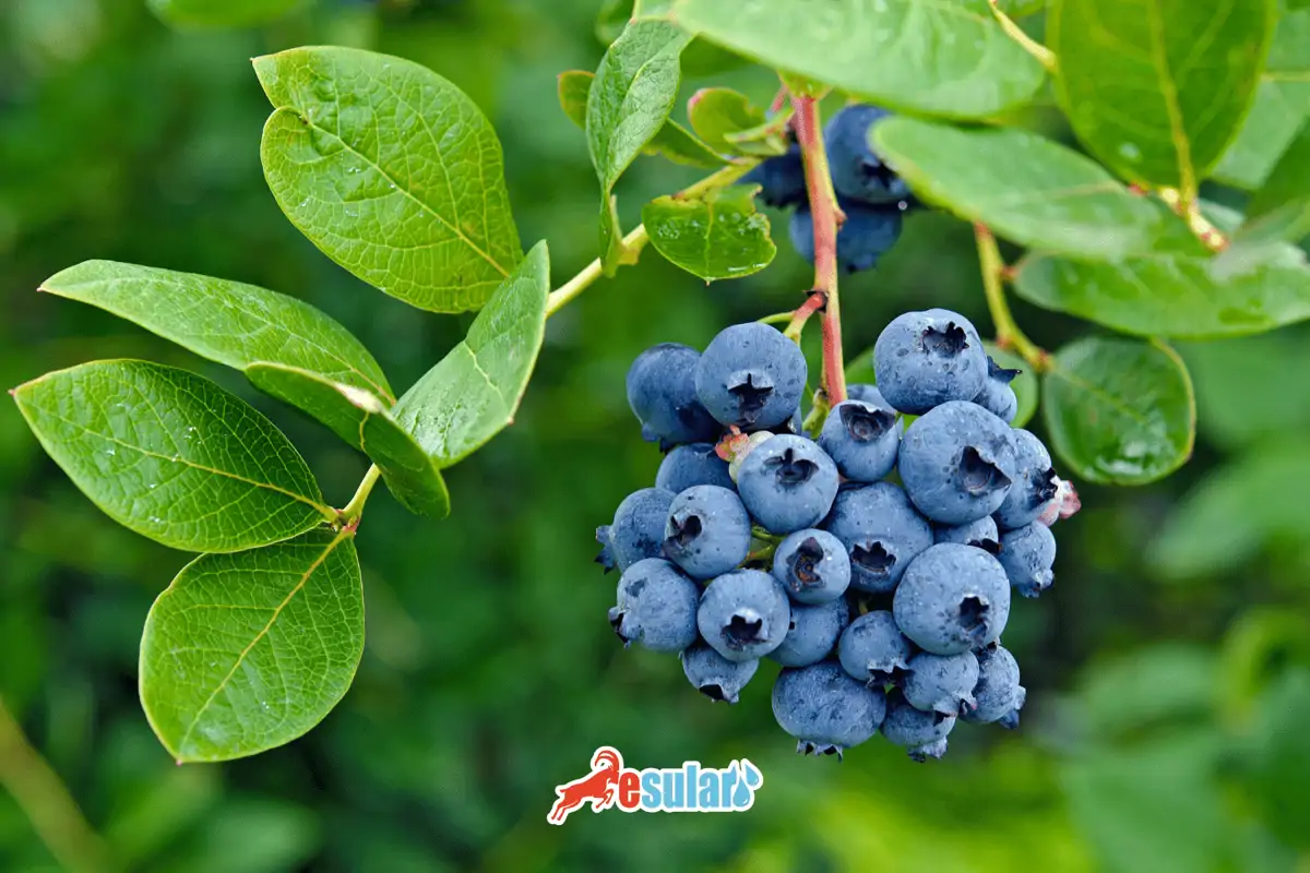 Blueberry Yetiştiriciliği