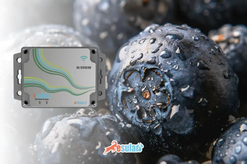 blueberry-yetistiriciliginde-akilli-sulama