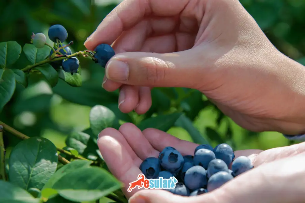 blueberry-yetistiriciliginde-hasat