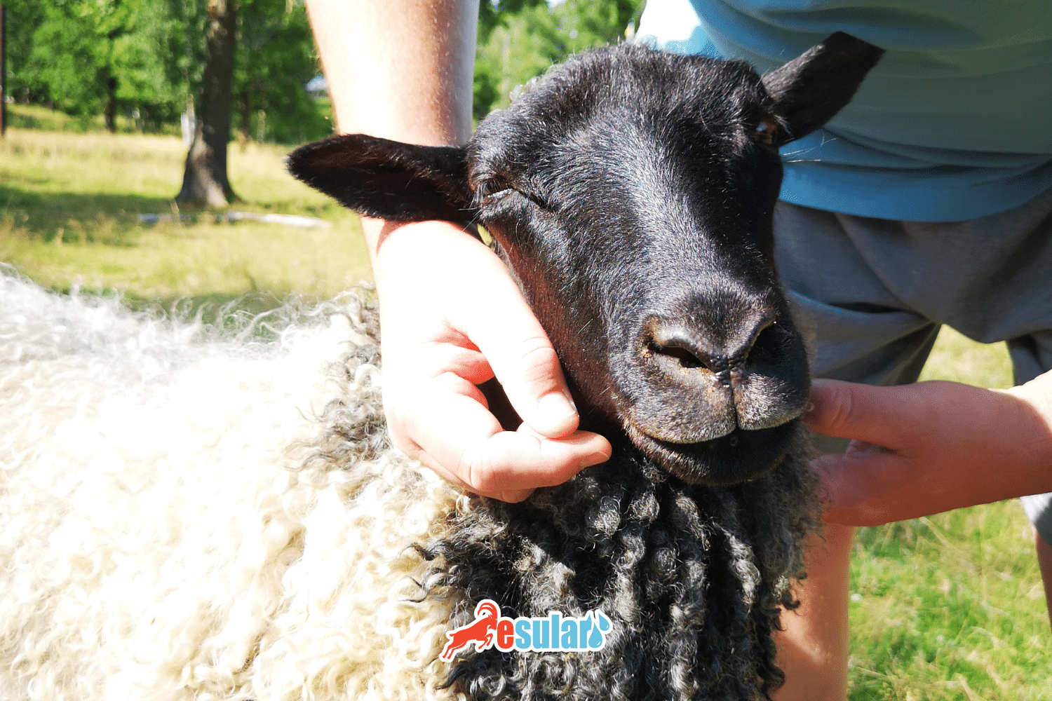 What is Blue Tongue Disease?