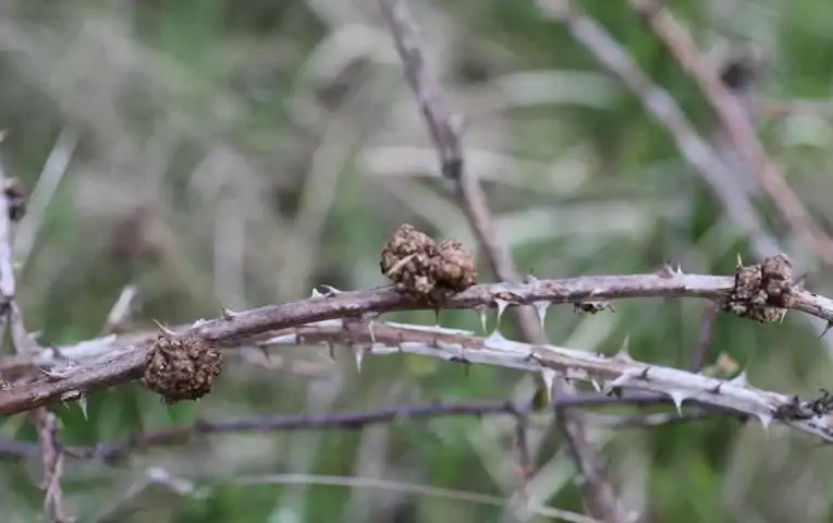 Böğürtlende Kök Kanseri