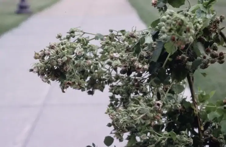 Böğürtlende Rozet Hastalığı