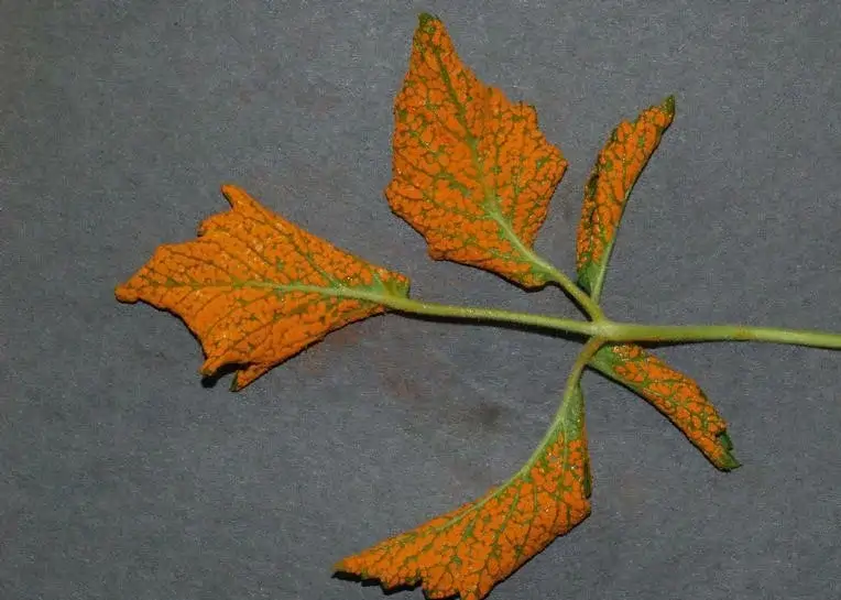 Böğürtlende Turuncu Pas