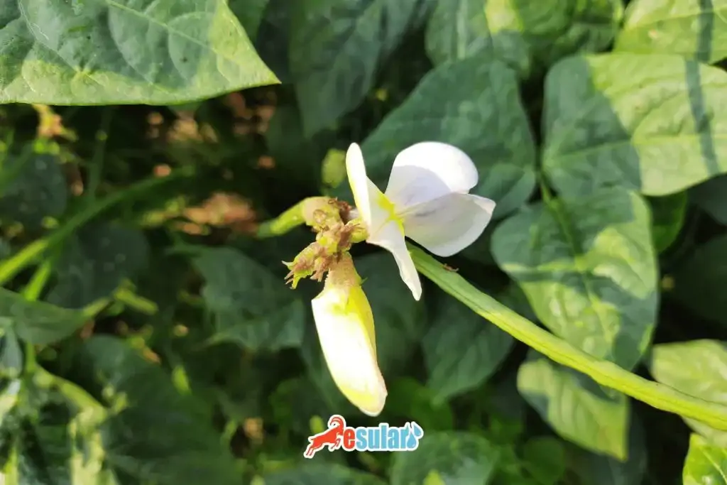 borulce-nerede-yetisir