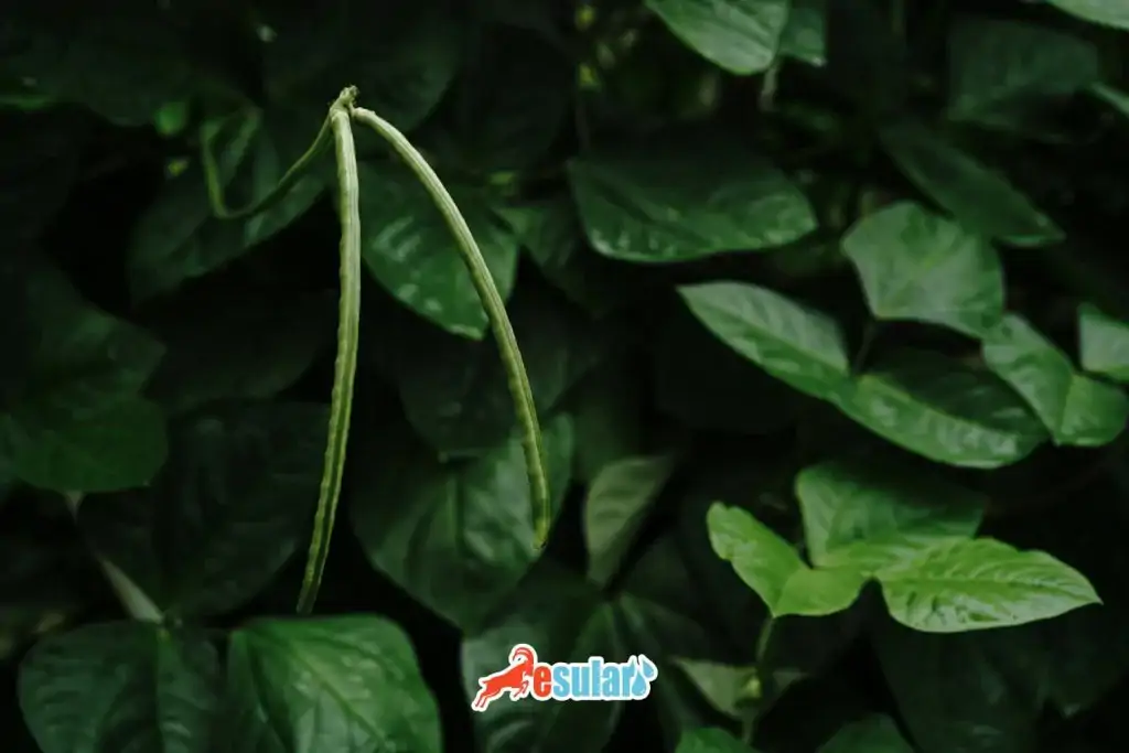 borulce-nerede-yetisir