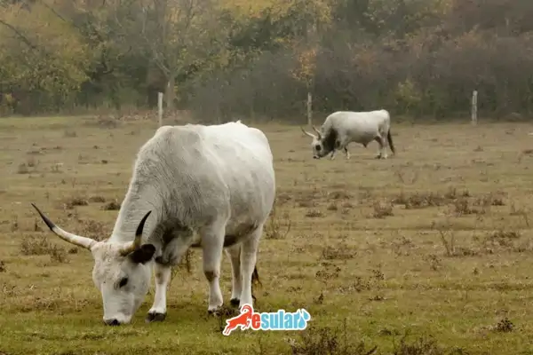 boz-irk-sigir-ozellikleri