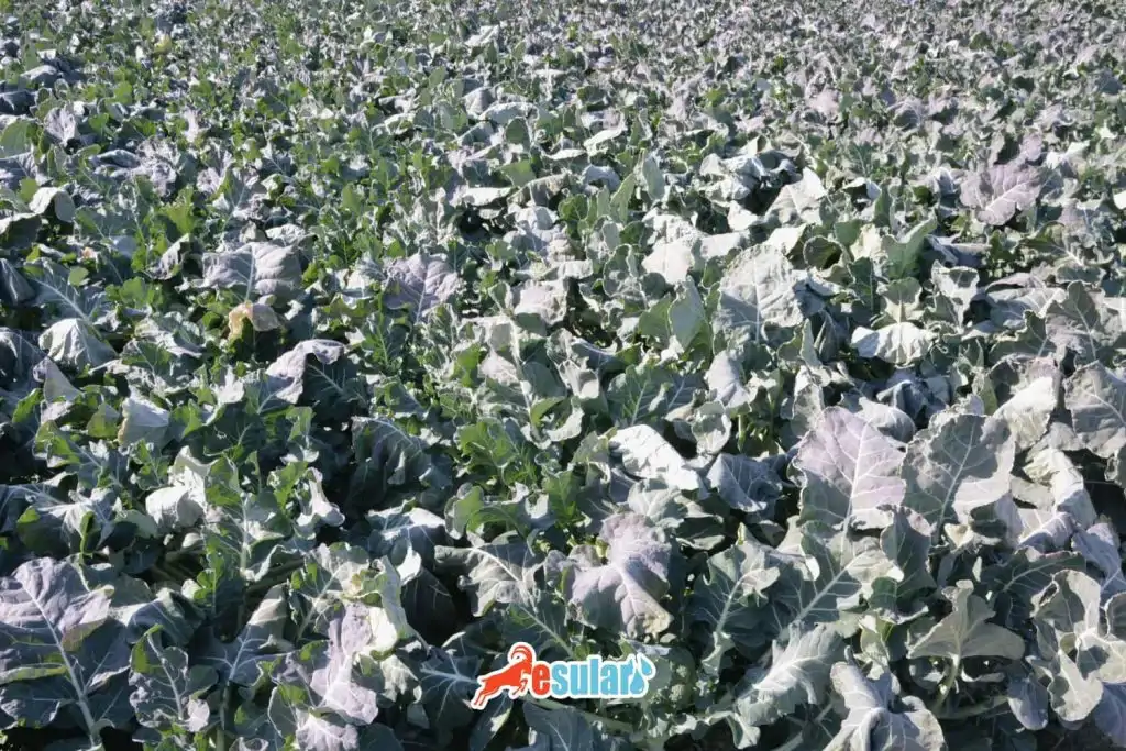 brokoli-nerede-yetisir