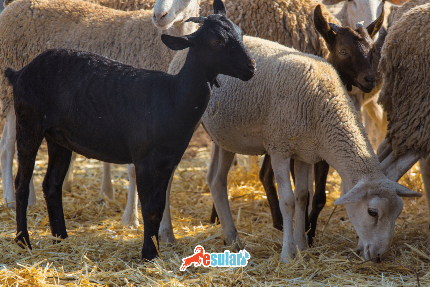 Brucellosis – What is Abortion Disease?