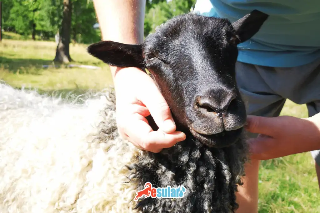 how-is-brucellosis-abortion-disease-transmitted