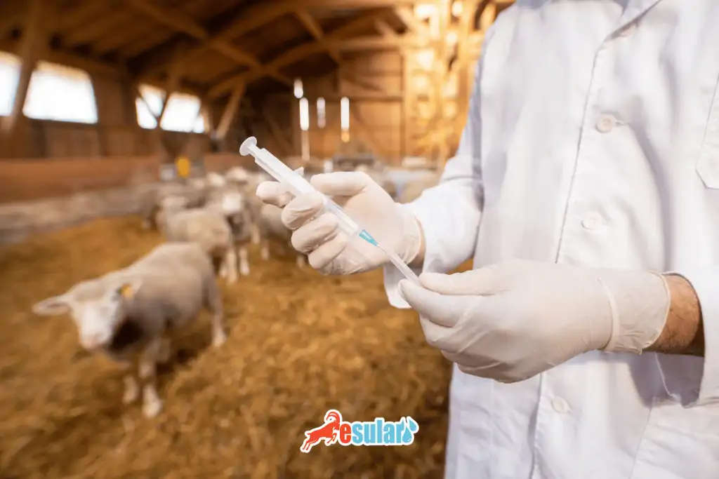 brucellosis-abortion-disease-treatment