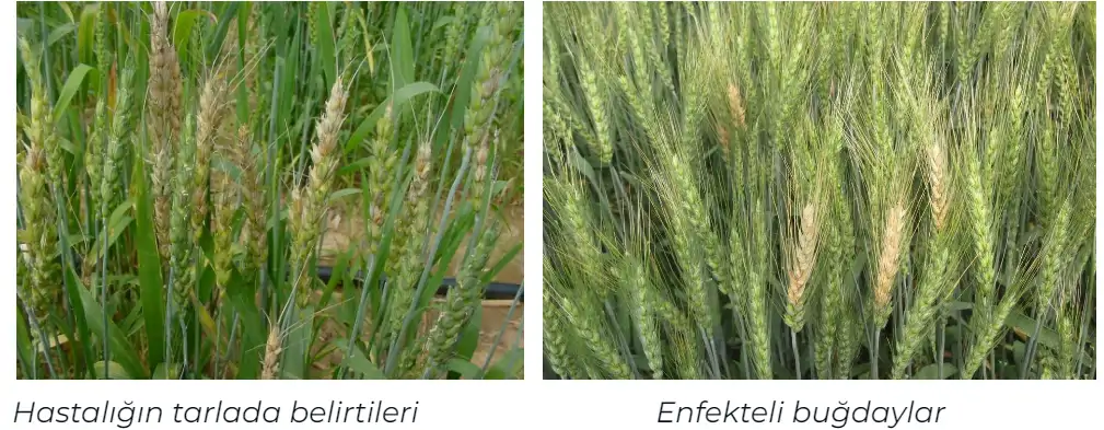 Buğday-başak-yanıklığı