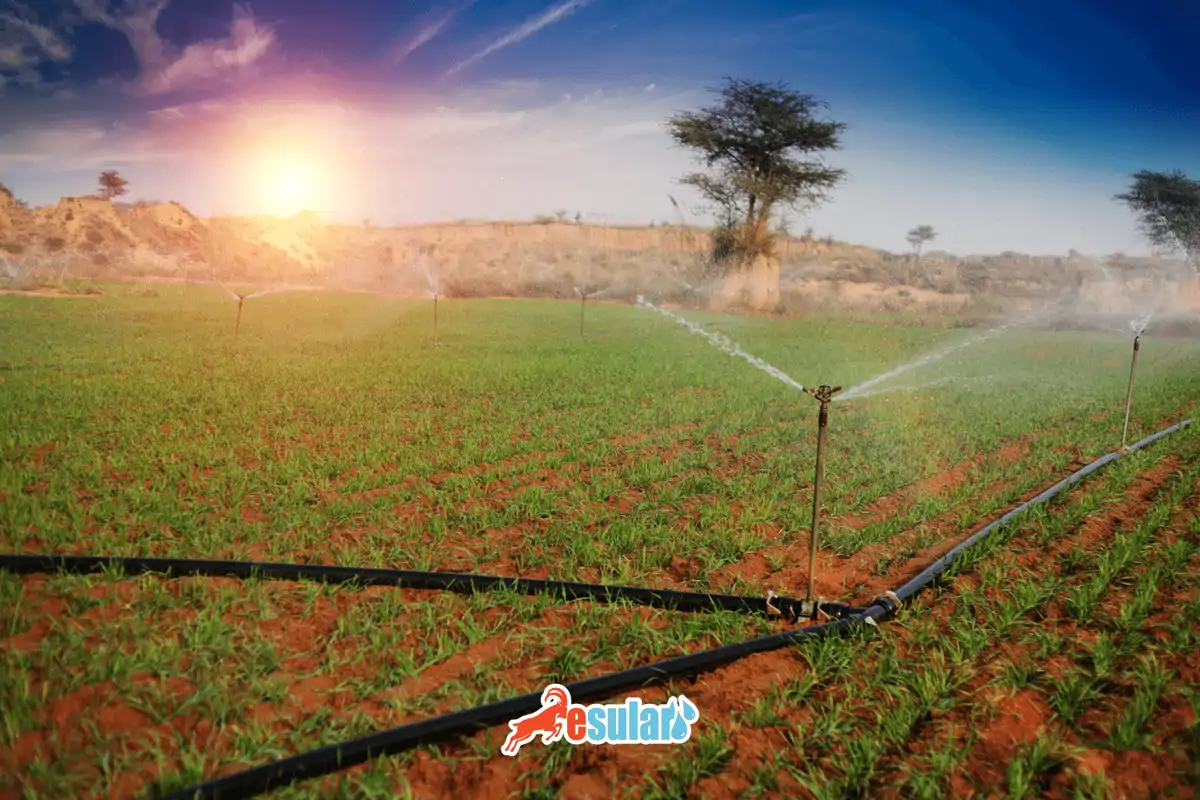 bugday-ne-kadar-su-ister