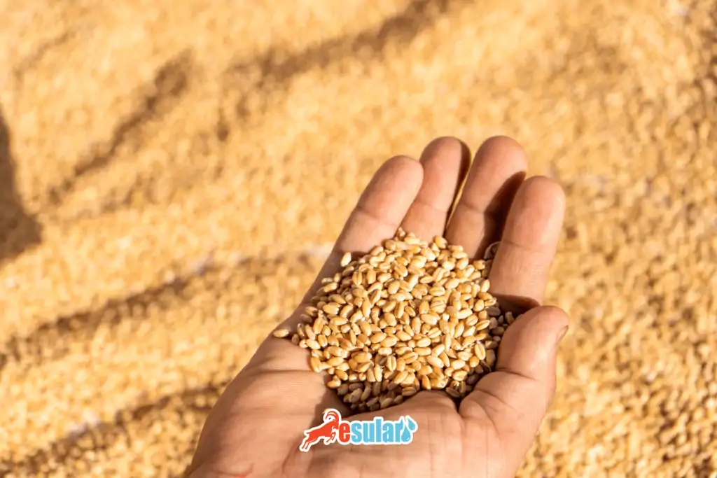 bugday-ne-zaman-ekilir