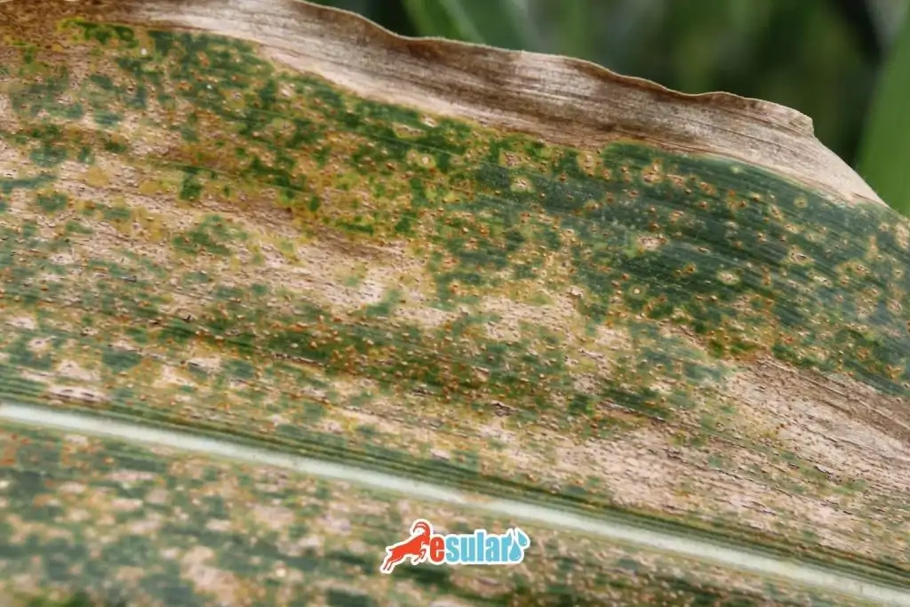 bugday-pas-hastaligi