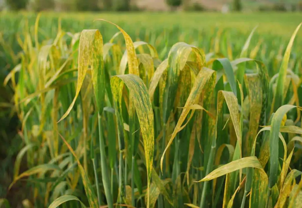 Buğday Hastalıkları