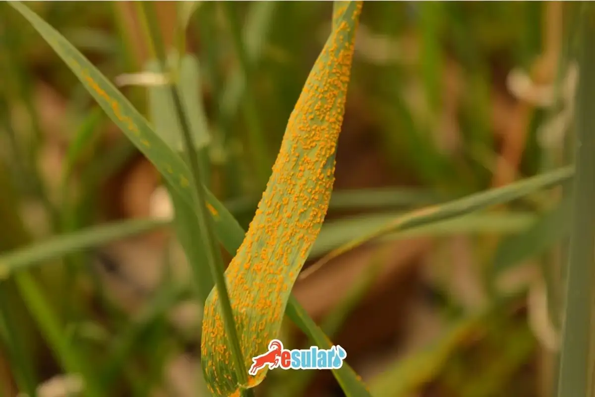 Buğday Pas Hastalığı Nedir?