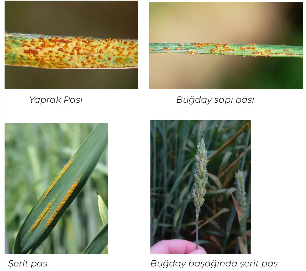 buğday-pas-hastalıkları