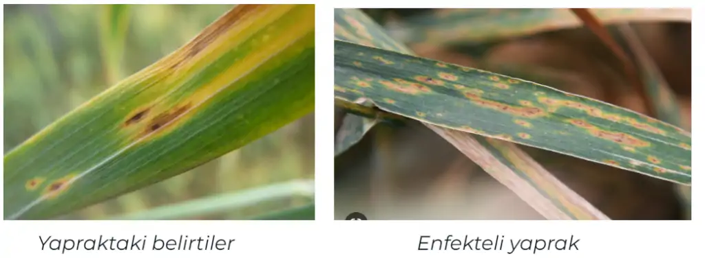 Buğday-sarı-leke-hastalığı