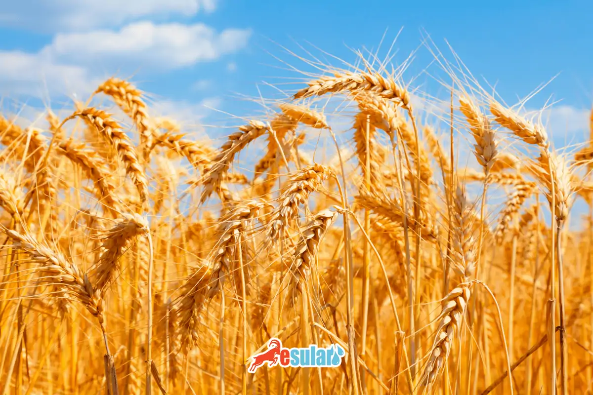 Buğday Yetiştiriciliği Nasıl Yapılır?