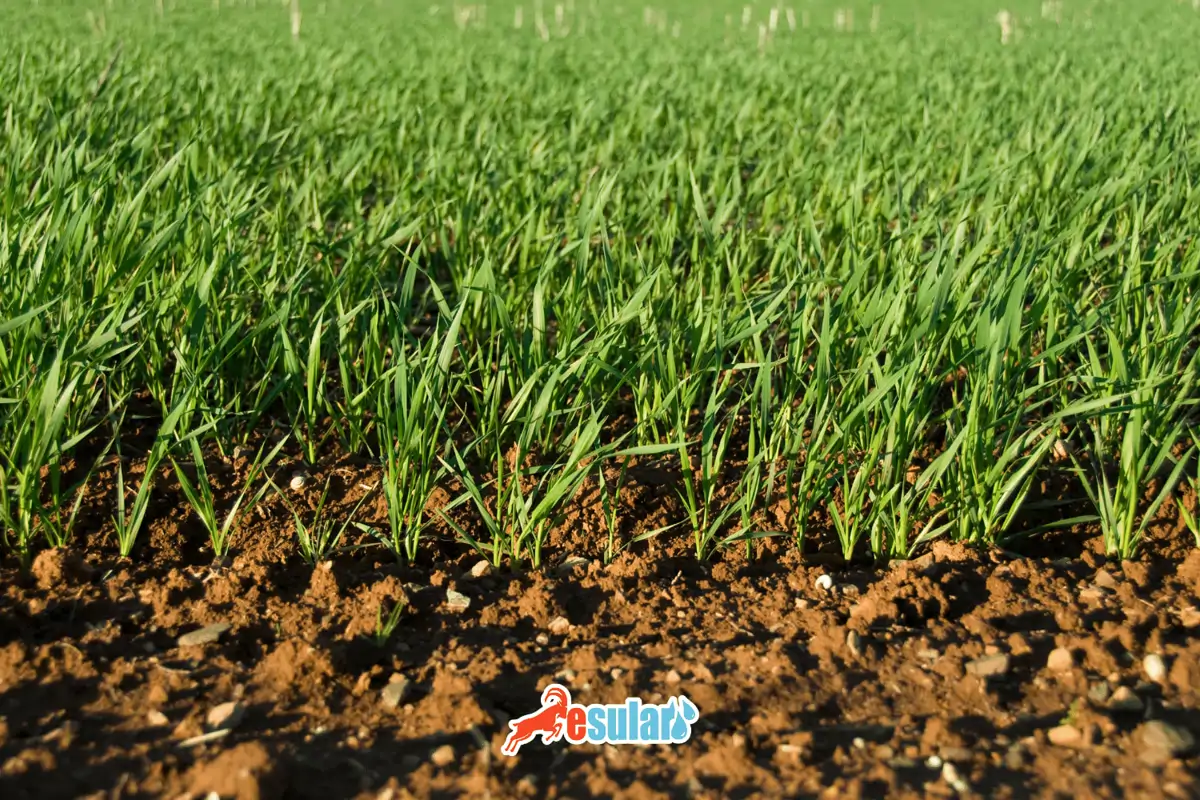 bugday-yetistirme-kosullari-nelerdir