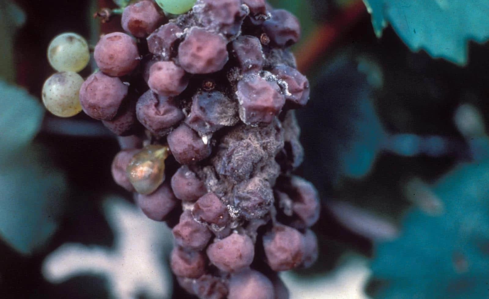 Fungal Diseases in Grapes – Vineyards