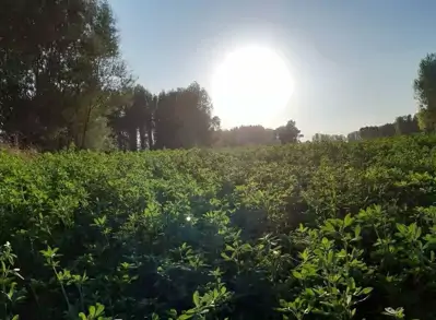Yonca Yetiştiriciliği Nasıl Yapılır?