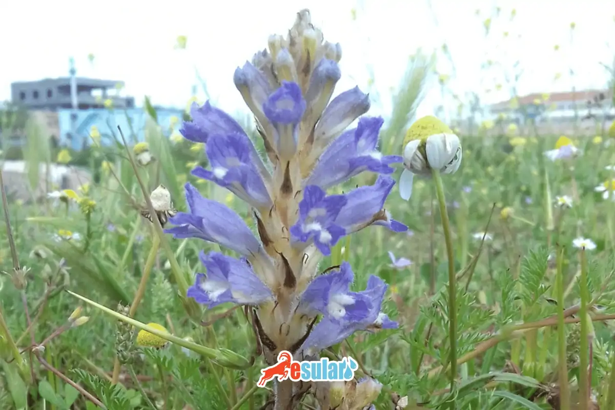 Canavar Otu Nedir?​