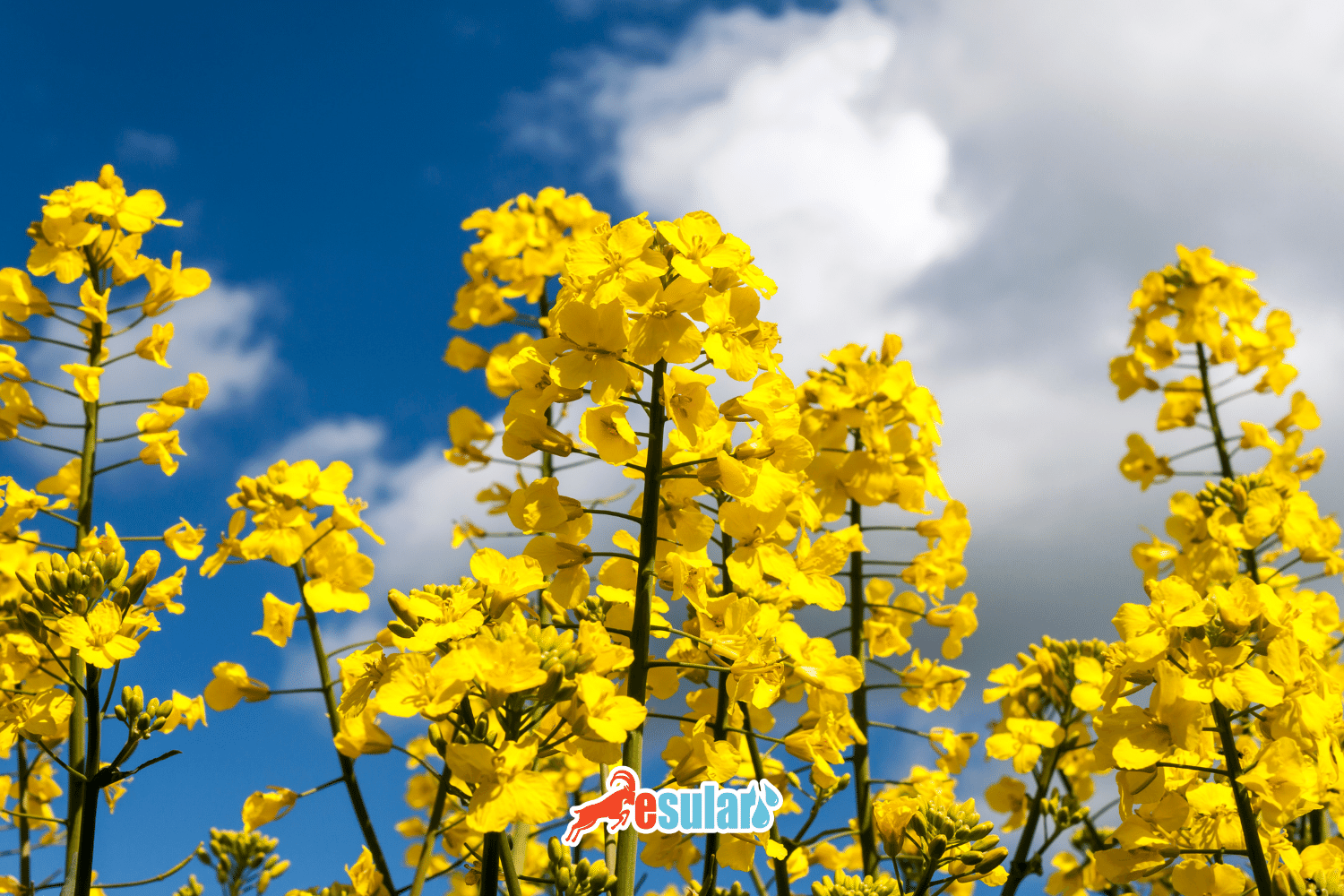 How to Cultivate Canola