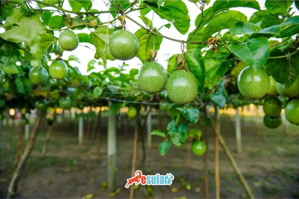 carkıfelek-nasil-yetistirilir