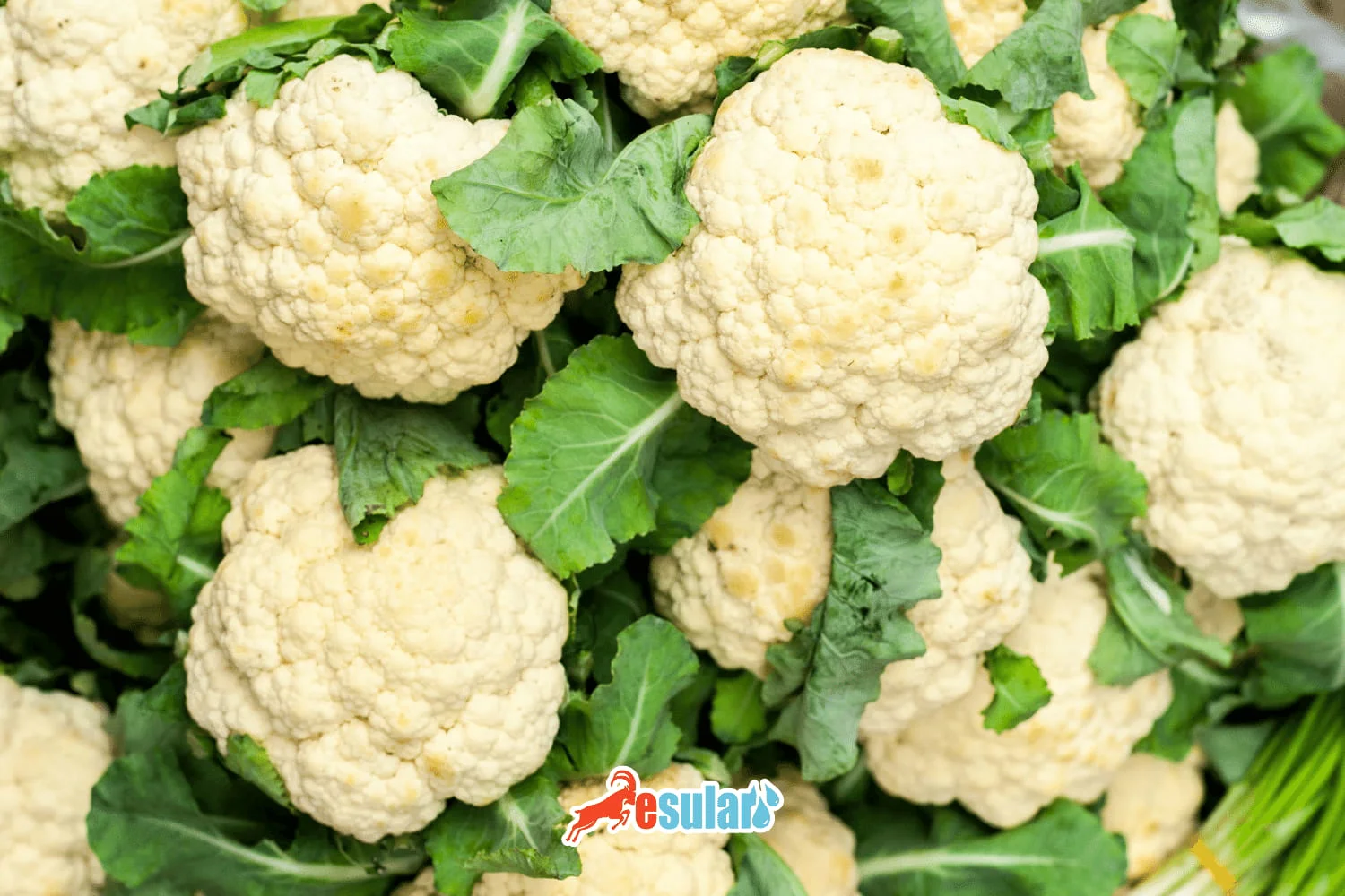 How to Cultivate Cauliflower?