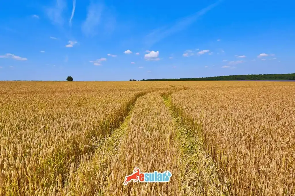 cavdar-nerede-yetisir