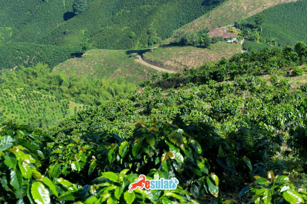 茶叶在哪里生长